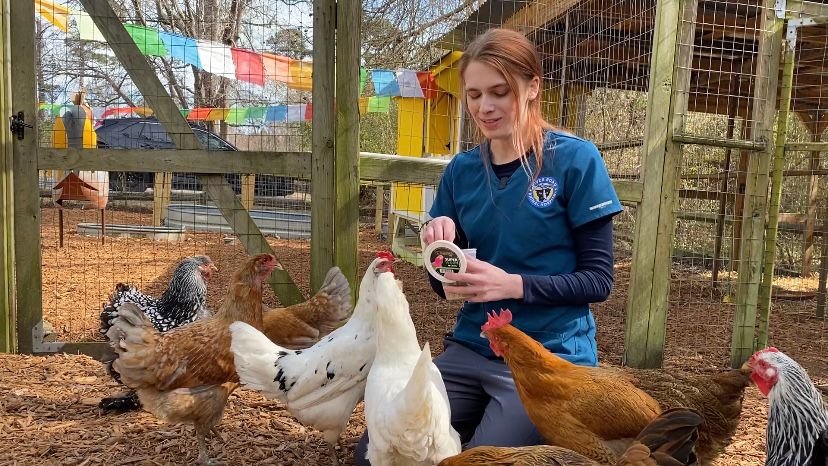 Morgan Harris feeding mealworms to the chickens at River Road Animal Hospital. (Spectrum News 1/Natalie Mooney)